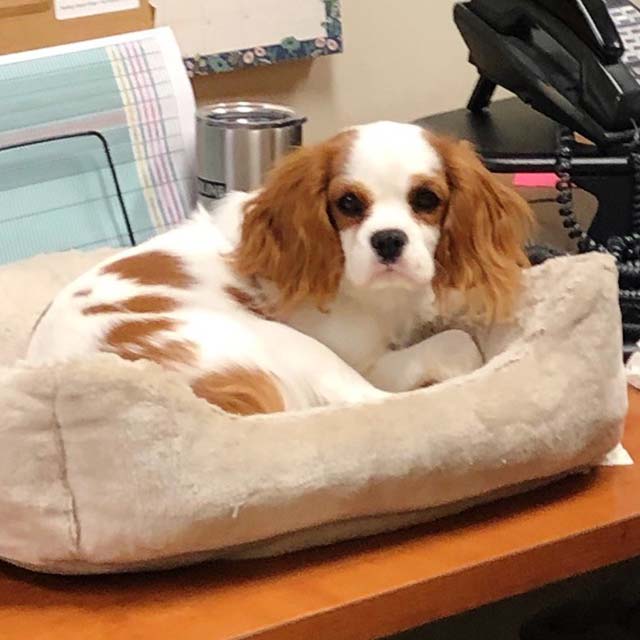 Comfot Dog